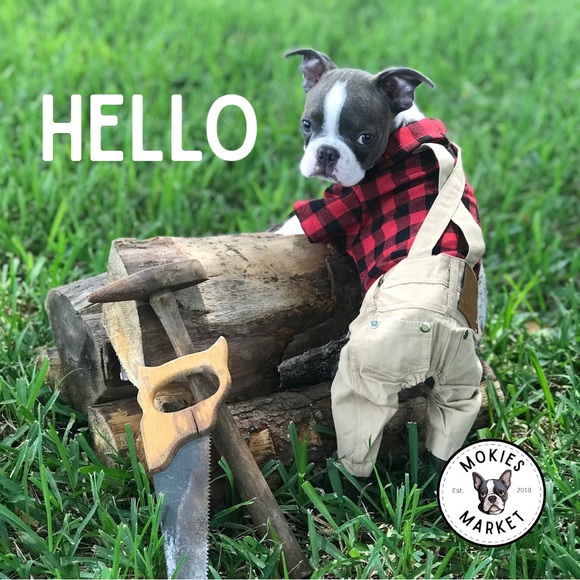 Hello! - Welcome to Mokie’s Market! - Picture 1 of 1